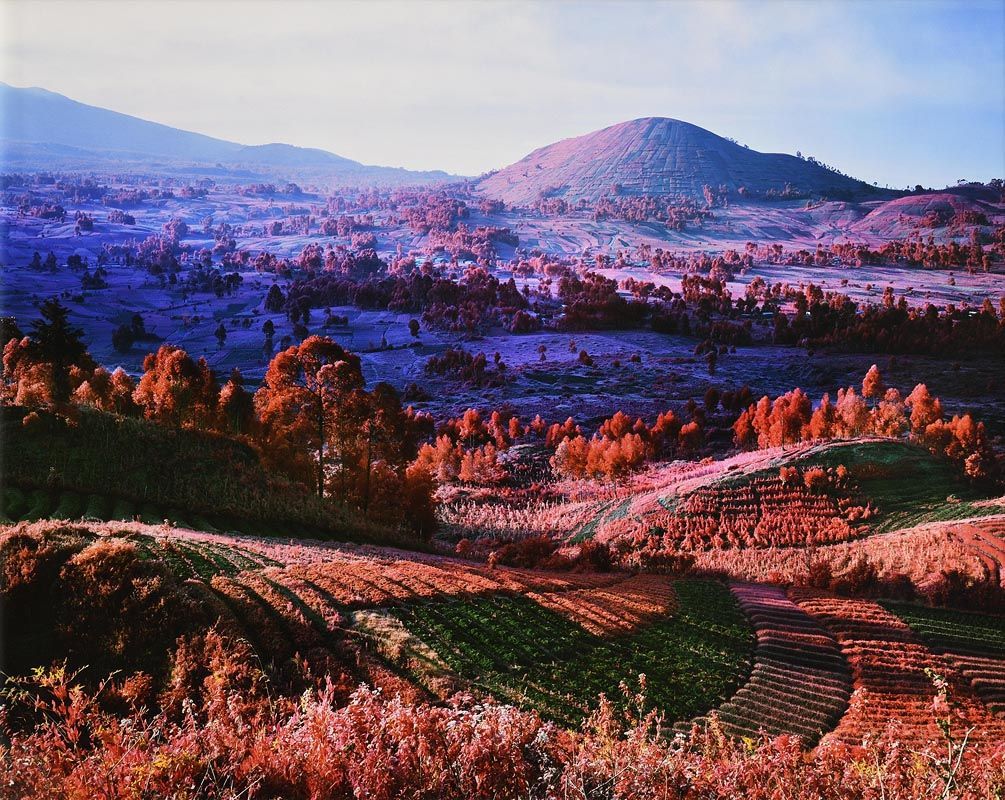 Richard Mosse, You are Wherever Your Thoughts Are, North Kivu, Eastern Congo (2012) at Morgan O'Driscoll Art Auctions