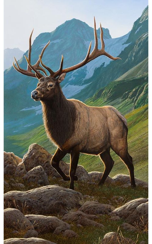 Steve Burgess, Royal Stag in the Highlands at Morgan O'Driscoll Art Auctions